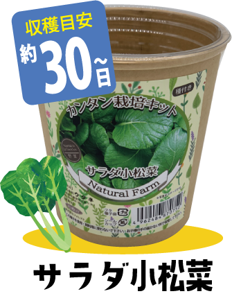 サラダ小松菜【収穫目安 約30日～】