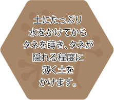 土にたっぷり水をかけてからタネを蒔き、タネが隠れる程度に薄く土をかけます。