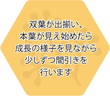 双葉が出揃い、本葉が見え始めたら成長の様子を見ながら少しずつ間引きを行います