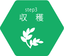 step3 収穫