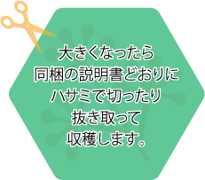 大きくなったら同梱の説明書どおりにハサミで切ったり抜き取って収穫します。