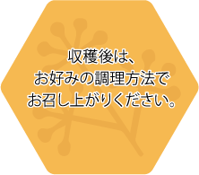 収穫後は、お好みの調理方法でお召し上がりください。