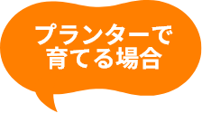 プランターで