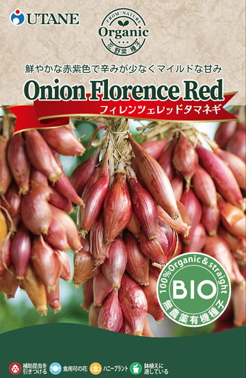 フィレンツェレッドタマネギ