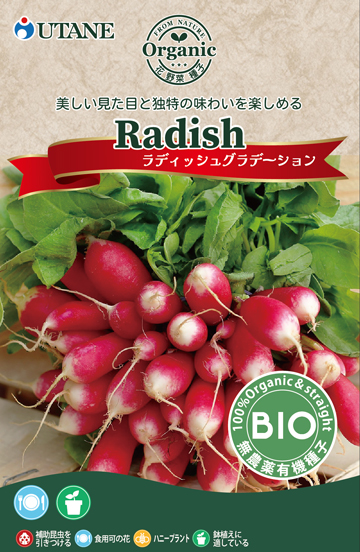 ラディッシュグラデーション