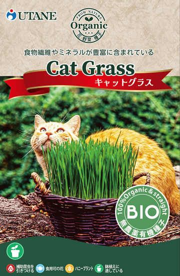 キャットグラス