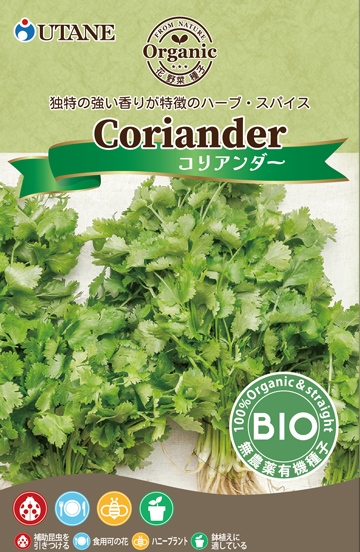 コリアンダー