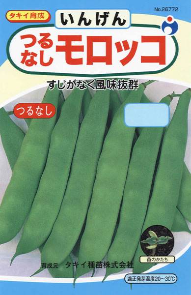 つるなしモロッコ菜豆 いんげん 株式会社ウタネ