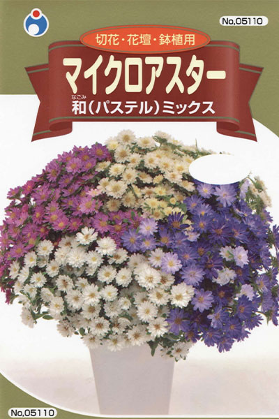おトク】 アスター
