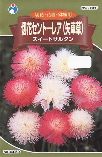 切花セントーレア 矢車草 スイートサルタン 株式会社ウタネ
