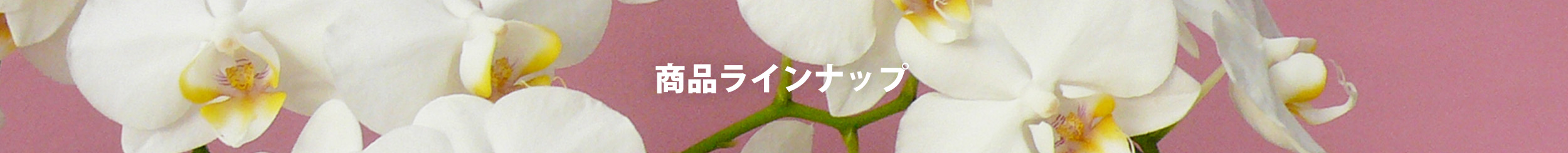 商品ラインナップ