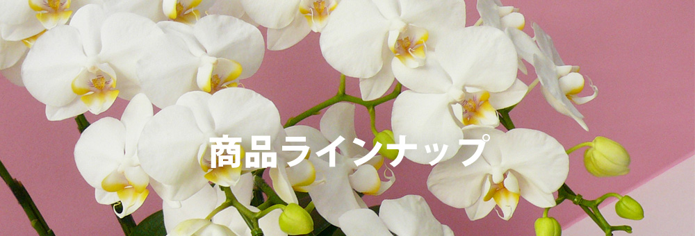 商品ラインナップ