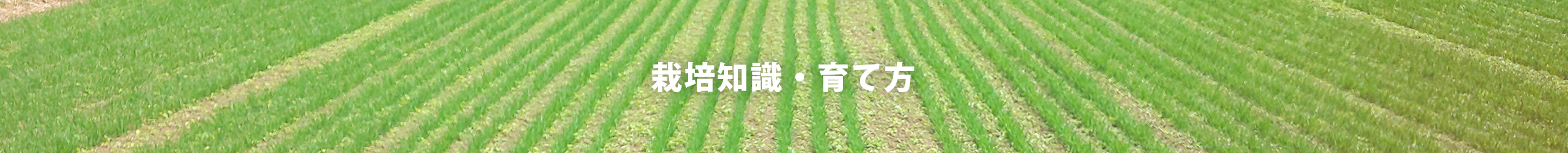 栽培知識・育て方