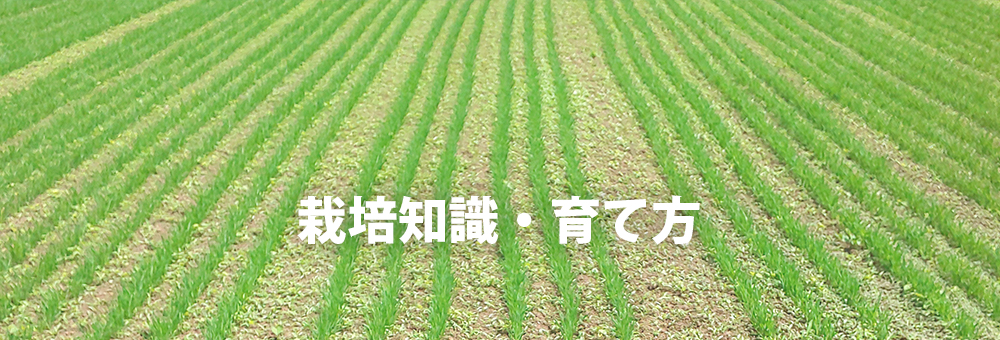 栽培知識・育て方