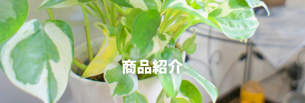 商品紹介